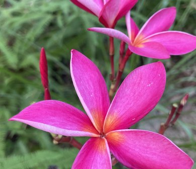 路边的花